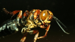 Macro hornets