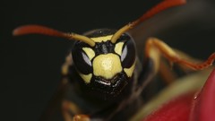 Macro insects
