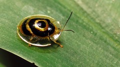 Macro insects Beetles