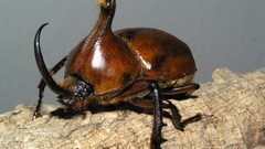 Macro insects Beetles