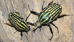 Macro insects Beetles