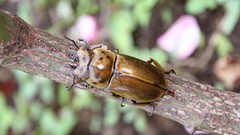 Macro insects Beetles