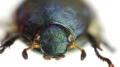 Macro insects Beetles