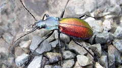 Macro insects Beetles