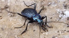 Macro insects Beetles