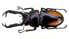 Macro insects Beetles