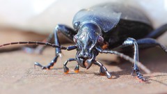 Macro insects Beetles