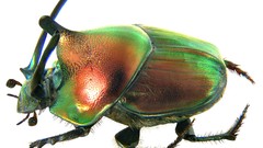 Macro insects Beetles