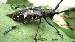 Macro insects Beetles