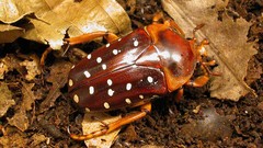 Macro insects Beetles