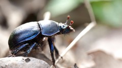 Macro insects Beetles