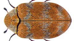 Macro insects Beetles