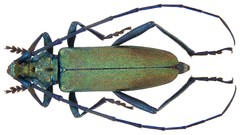 Macro insects Beetles