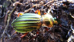 Macro insects Beetles