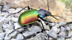 Macro insects Beetles