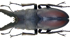 Macro insects Beetles