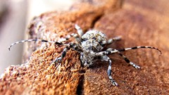 Macro insects Beetles