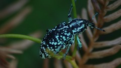 Macro insects Beetles