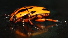 Macro insects Beetles