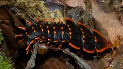 Macro insects Beetles