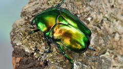 Macro insects Beetles