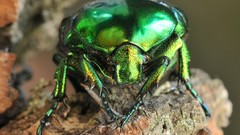 Macro insects Beetles