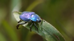 Macro insects Beetles