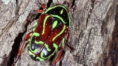 Macro insects Beetles