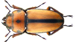 Macro insects Beetles