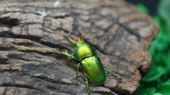 Macro insects Beetles