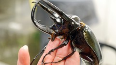 Macro insects Beetles