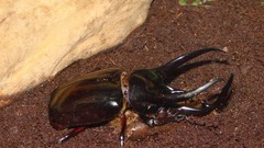 Macro insects Beetles