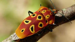 Macro insects Beetles