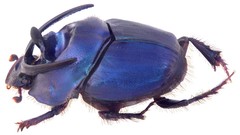 Macro insects Beetles