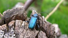 Macro insects Beetles