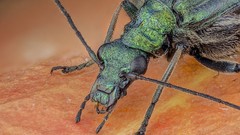 Macro insects Beetles