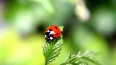 Macro insects bugs ladybirds