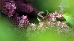 Macro insects bumblebee hymenopthera