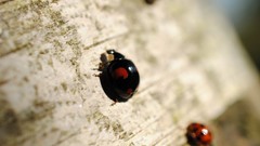 Macro insects depth of field ladybirds