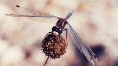 Macro insects Dragonflies Thistles