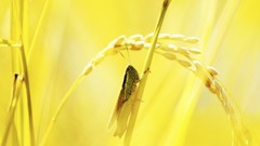 Macro insects grasshopper