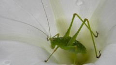 Macro insects grasshopper white flowers