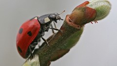 Macro insects hunting ladybirds
