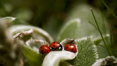 Macro insects ladybirds
