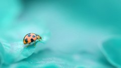 Macro insects ladybirds