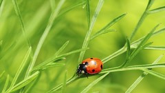 Macro insects ladybirds