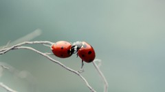 Macro insects ladybirds