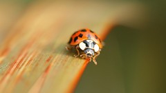 Macro insects ladybirds