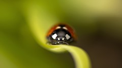 Macro insects ladybirds