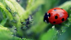 Macro insects ladybirds